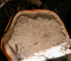 Fomes fomentarius, view showing the tiny round pores on the underside of an actively growing fruiting body.